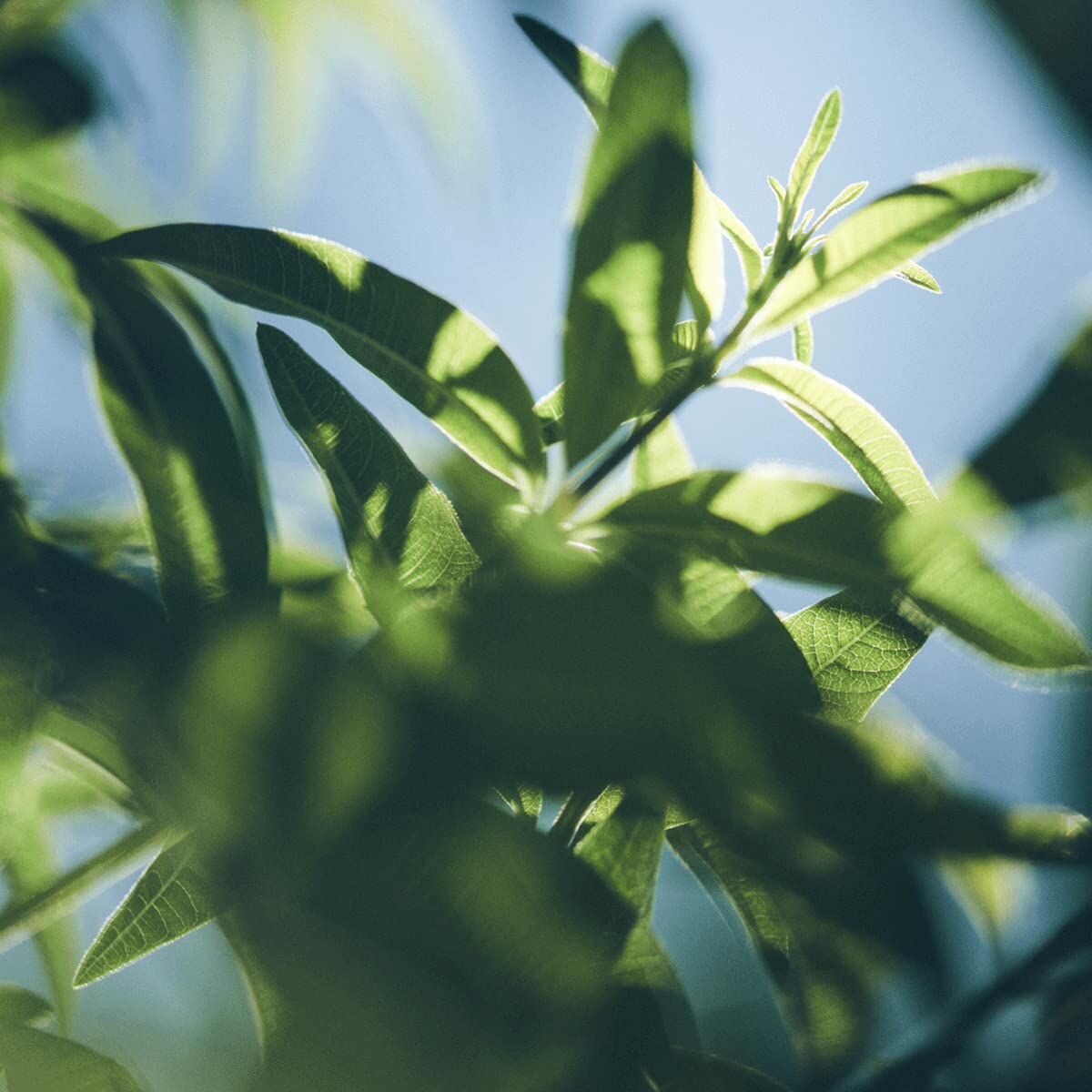 V4H2E3CE09D48DA34F360CA5DBFD59CC966R6215940P4